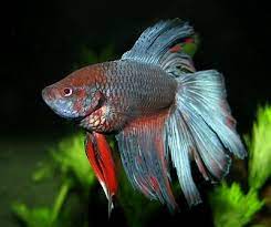 Find out all this and more in our comprehensive betta fish feeding guide. Bloated Betta Fish Causes Symptoms Treatment And Prevention Fishtankmag