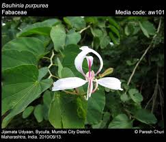 Image result for Bauhinia purpurea