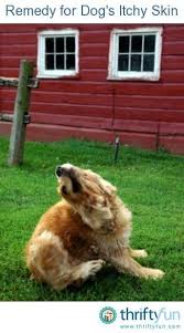 Dog S Itchy Skin Use Epsom Salts For Dog S Itchy Skin Put A Handful Of Epsom Salts To The Bath Water Making The Last Rin Dog Itching Dog Remedies Dog Skin