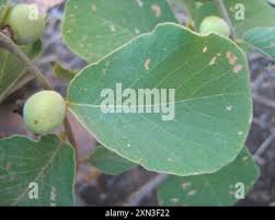 Image result for Bridelia mollis