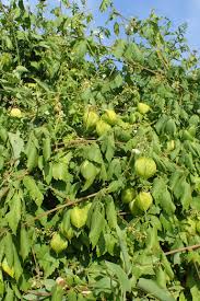 Image result for Cardiospermum grandiflorum