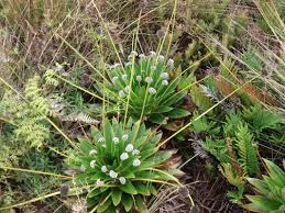 Image result for Eriocaulaceae