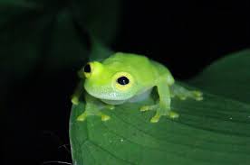Image result for glass frog
