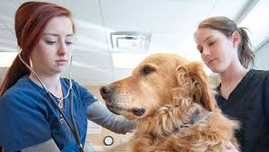 Job descriptions | healthcare job descriptions | veterinary assistant job description. Train For A Career In Animal Health As A Registered Vet Tech Georgian College