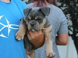 Select the breed to be taken to the list. Blue Tri Old English Bulldog Breeder Bulldog Puppies For Sale English Bulldog Breeders Bulldog Puppies Bulldog