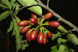 Image result for Annickia ambigua