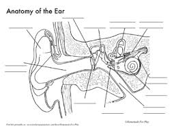0 coloring online wicker basket. Anatomy Of The Ear Diagrams For Coloring Labeling With Reference Information