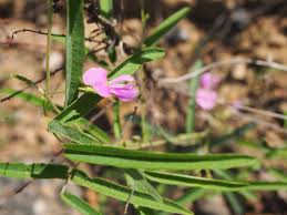 Image result for Galactia