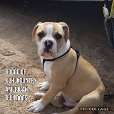 American Bulldog Rocco Of Kuhlkountry American Bulldogs And Dog Apparel Deals Doglovers Dogs Bulldogs American Bulldog Dog Clothes Dogs