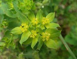 Bupleurum Plants Hare S Ear Perennials
