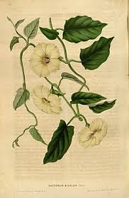 Image result for Hewittia