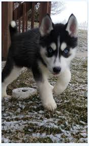 The siberian husky breed is known for its stubbornness and needs consistent training. 10 Biggest Huskies For Sale Mistakes You Can Easily Avoid Dog Breed