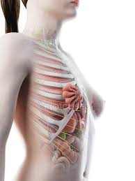 This article looks at the anatomy of the back, including bones, muscles, and nerves. Female Upper Body Anatomy And Internal Organs Computer Illustration Medical Thorax Stock Photo 308619318