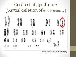 Karyotypes And Pedigrees Ppt Video Online Download