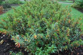 Image result for Cuphea