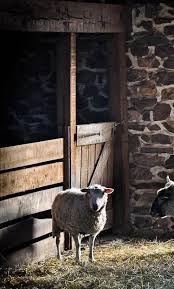 Pin Von Micha Spiel Auf Schafe In 2020 Schafe