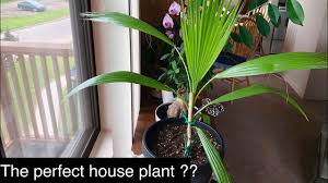 But before getting to the saving part, you need to figure out exactly what is wrong with your true love. Growing Mexican Fan Palm Indoor Youtube