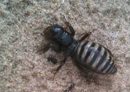 Image result for Stenostelma