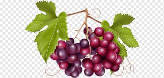 Maybe you would like to learn more about one of these? Common Grape Vine Wine California Wild Grape Wine Natural Foods Frutti Di Bosco Food Png Pngwing