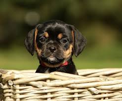 Black And Tan Puggle Puppies For Sale Pug Beagle Puggle Tiere