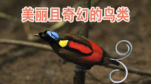 最美丽且奇幻的鸟类 极乐鸟