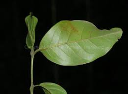 Image result for Beilschmiedia michelsonii