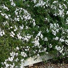 Image result for Solanum
