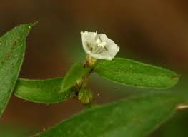 Image result for Seddera