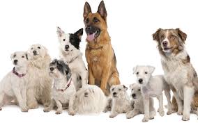 Mehmet Raci Ozturk Adli Kullanicinin Kopekler Dogs Les Chiens Panosundaki Pin Kopek Resim