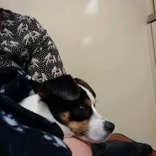 Kelley riley, dvm, alyce wolford dvm. Marina Pet Hospital Marina District 2024 Lombard St