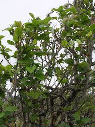 Image result for Zanthoxylum chalybeum