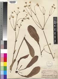 Image result for Agathisanthemum globosum
