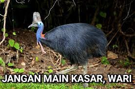 From my own experience and my observations over so many enggang and pipit years, i find that if your partner is quite the opposite of what you are, your make up, your background. Jebs Twitterissa Helang Dan Pipit Terbang Tak Sama Tinggi Burung Kasawari Yang Tak Boleh Terbang Be Like