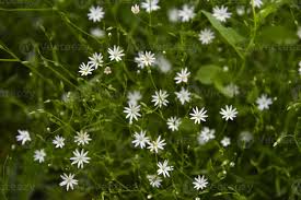 Image result for Stellaria mannii