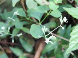 Image result for Drymaria cordata