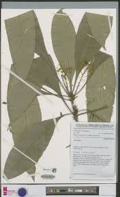 Image result for Neoboutonia melleri