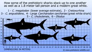 c megalodon