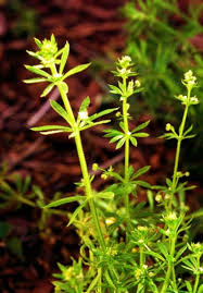 Flowers 0.5 to 1 inch wide alternately arranged on a stalk. Bedstraw Is Stuck On You Msu Extension