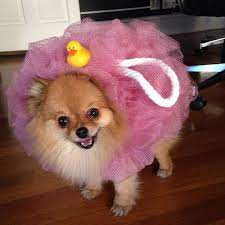 Diy Dog Costumes Maskerix Com Cute Dog Costumes Diy Dog Costumes Pet Halloween Costumes