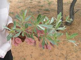 Image result for Terminalia sericea