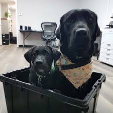 Labrador Chien D Appartement Dressage Chien Chiot Mignon Meilleur Ami In 2020 Labrador Retriever Puppies Labrador Retriever Labrador Retriever Facts