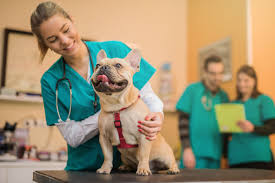 The pet doors are made the best materials, including a fusion welded frame and thermal pane safety glass. How To Apply To Veterinary School And Become A Veterinarian Best Graduate Schools Us News