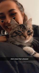 Missing cat Butters in Muncie near north wheeling