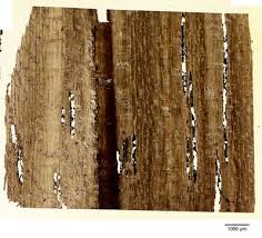 Image result for Diospyros truncatifolia