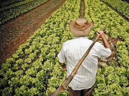 Agressiv agricultor leon le gros porc. Los Agricultores Necesitan Mas Ayuda Para Incorporar El Concepto Del Cambio Climatico Blog Geoinnova