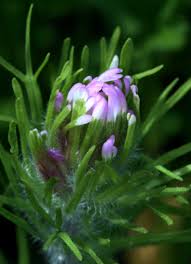 Image result for Ottelia exserta