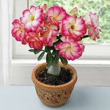 Image result for Adenium