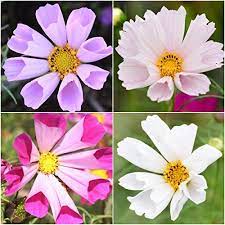 Package Of 400 Seeds Seashells Cosmos Cosmos Bipinnatus Open Pollinated Seeds By Seed Needs Click On The Image For Additional Wildflower Seeds Bloom Petals