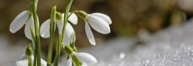 Maybe you would like to learn more about one of these? Wer Bluht Denn Da 10 Fruhlingsblumen Die Du Kennen Solltest Bluhendes Osterreich
