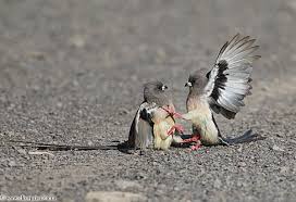 Gauteng Garden Birds Of South Africa White Backed Mousebirds Are Found In W And Central Southern Africa From Namibia And S Botswana E To Central Gauteng South African Birds Wild Birds Bird Species